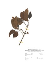 藏品(臺灣赤楊)的圖片